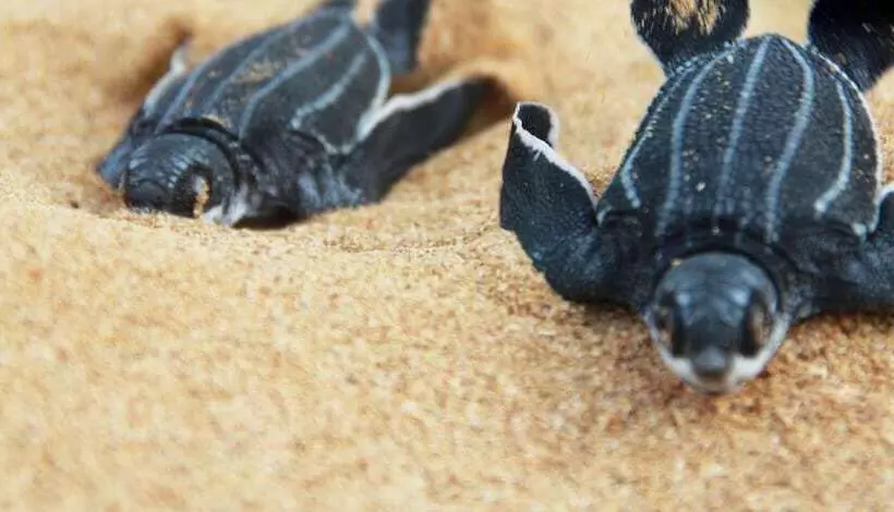 Fotos del hotel Tropical Suites:  6