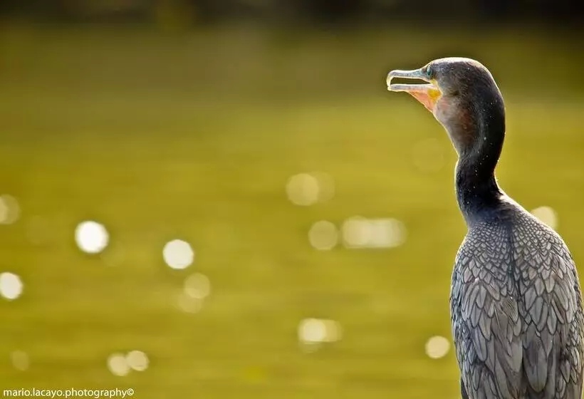 Fotos del hotel Natural Lodge Caño Negro:  6
