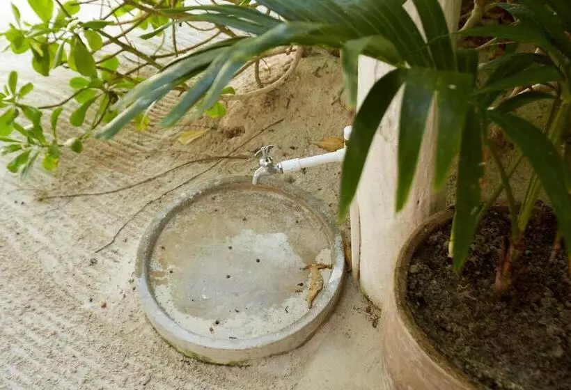 Fotos del hotel Roc Luxe Tulum:  4