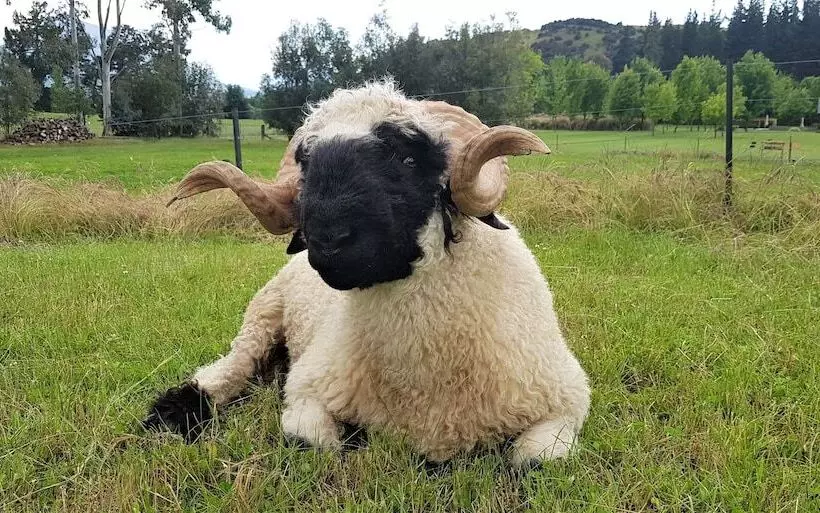 Fotos del hotel Maple Lodge:  13