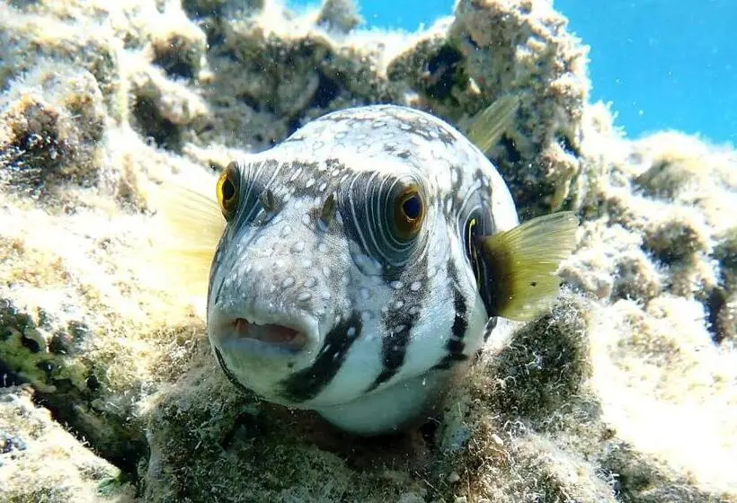 Fotos del hotel Ux Oriental Coast Marsa Alam:  6