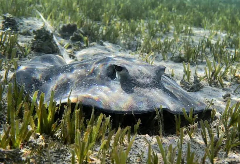 Fotos del hotel Ux Oriental Coast Marsa Alam:  18