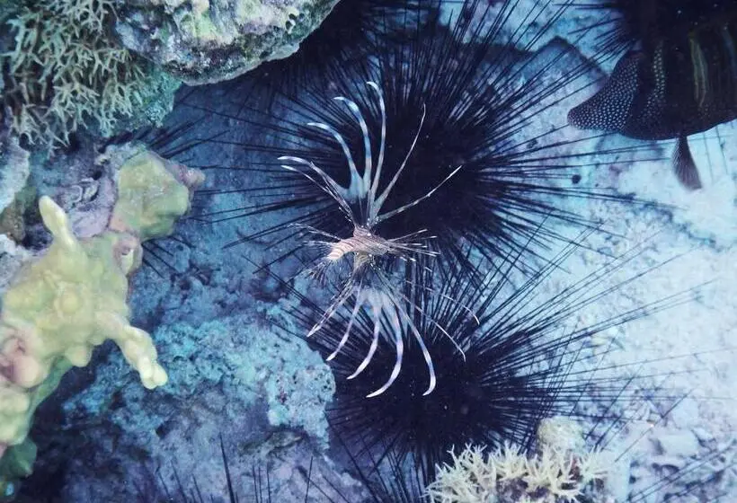 Fotos del hotel Ux Oriental Coast Marsa Alam:  10