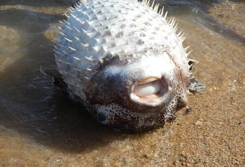 Fotos del hotel Ux Oriental Coast Marsa Alam:  14