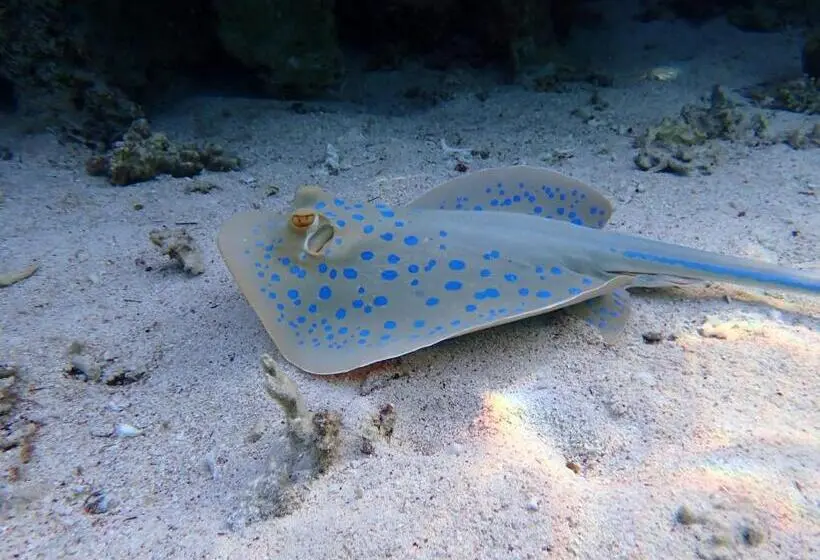 Fotos del hotel Ux Oriental Coast Marsa Alam:  16