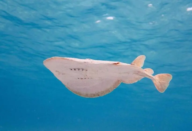 Fotos del hotel Ux Oriental Coast Marsa Alam:  22