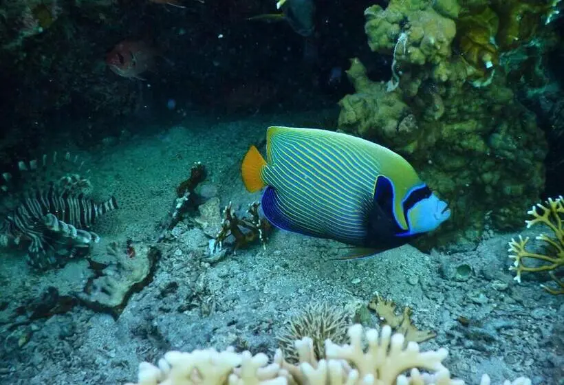 Fotos del hotel Ux Oriental Coast Marsa Alam:  24