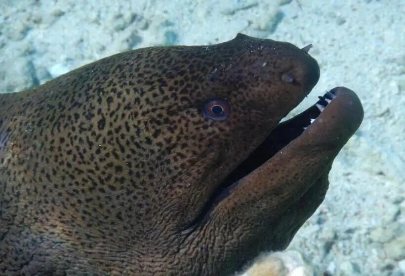 Fotos del hotel Ux Oriental Coast Marsa Alam:  12