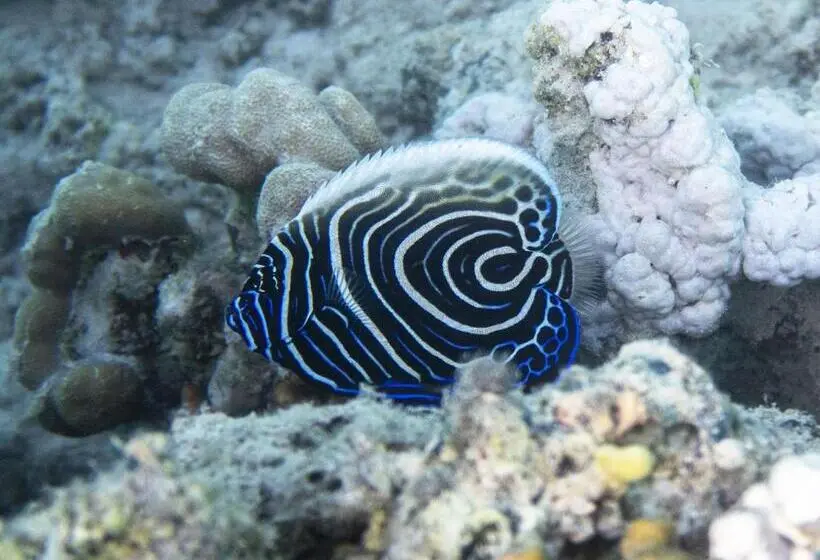 Fotos del hotel Ux Oriental Coast Marsa Alam:  20