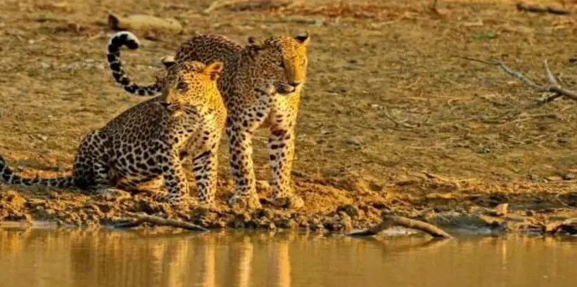 Fotos del hotel Cinnamon Wild Yala:  17