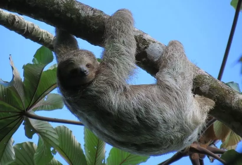 Fotos del hotel Arenal Lodge:  4