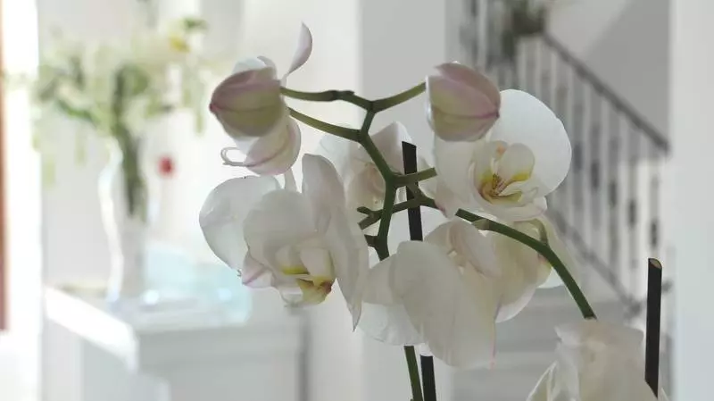 Fotos del hotel Astro Palace  & Spa:  10