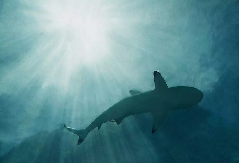 Fotos del hotel Conrad Maldives Rangali Island:  6