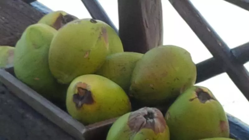 Fotos del hotel Hemingway Romantic Ecoresort:  7