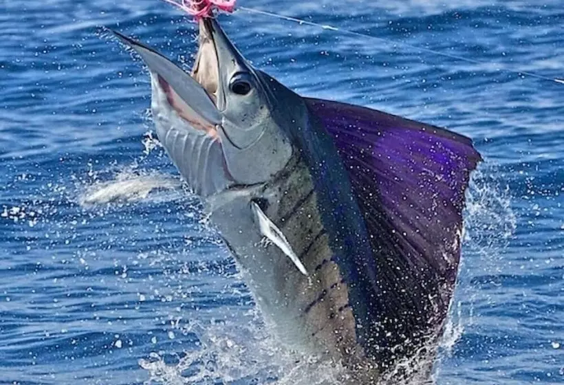 Fotos del hotel Capital O  Parotas:  7