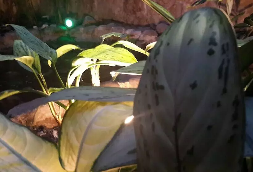 Fotos del hotel Suites Casa Lozada:  7