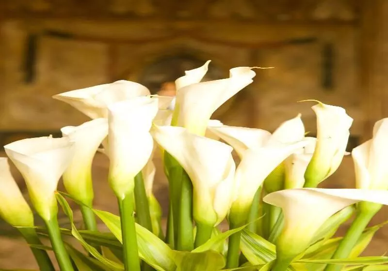 Fotos del hotel Boutique Mansion Del Rio:  25