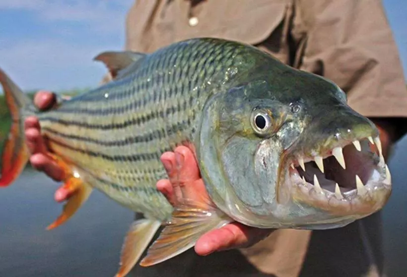 Fotos del hotel Jozini Tiger Lodge & Spa:  7