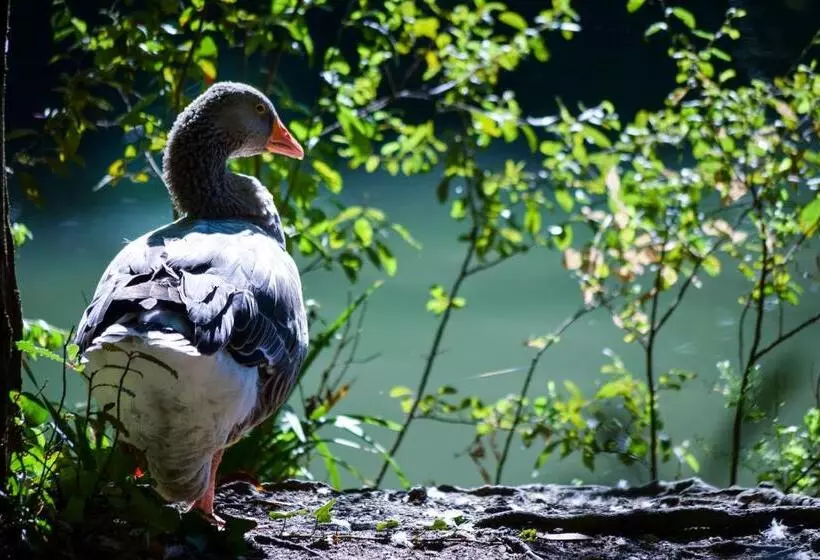 Fotos del hotel Termas Da Curia:  25