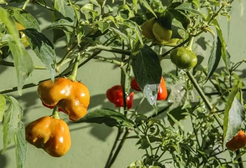 Fotos del hotel Verdes Mares Pousada:  12