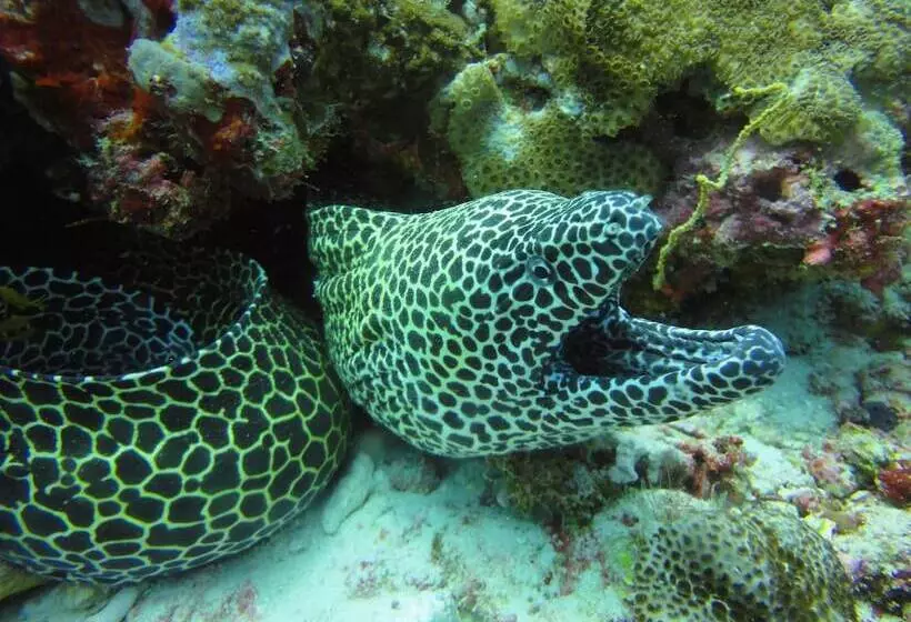 Fotos del hotel Red Sea Dive Center:  5