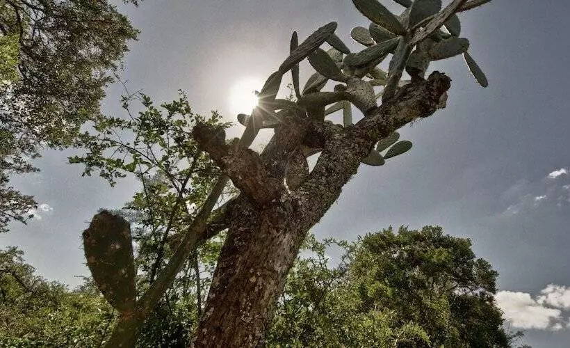 Fotos del hotel Pumba Private Game Reserve:  13