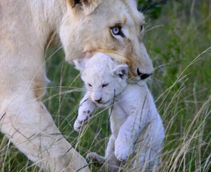 Fotos del hotel Pumba Private Game Reserve:  5