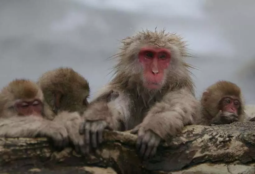 Fotos del hotel Hakuba Mominoki:  9