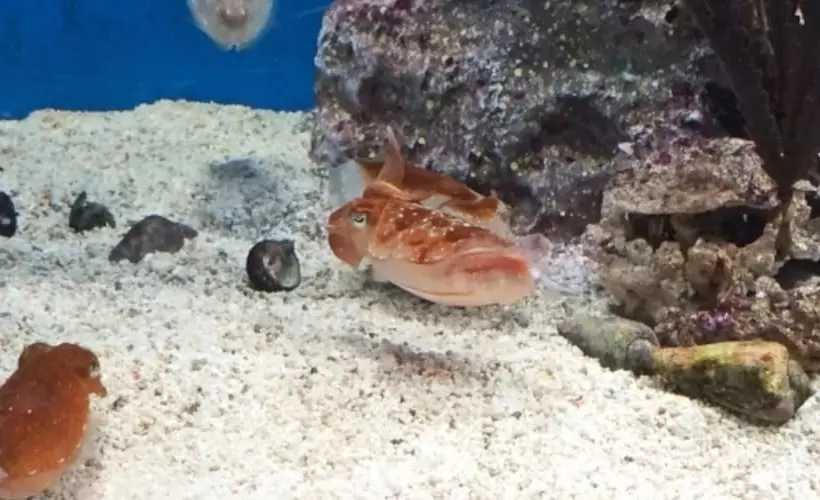 Fotos del hotel Tokyu Stay Shibuya:  3