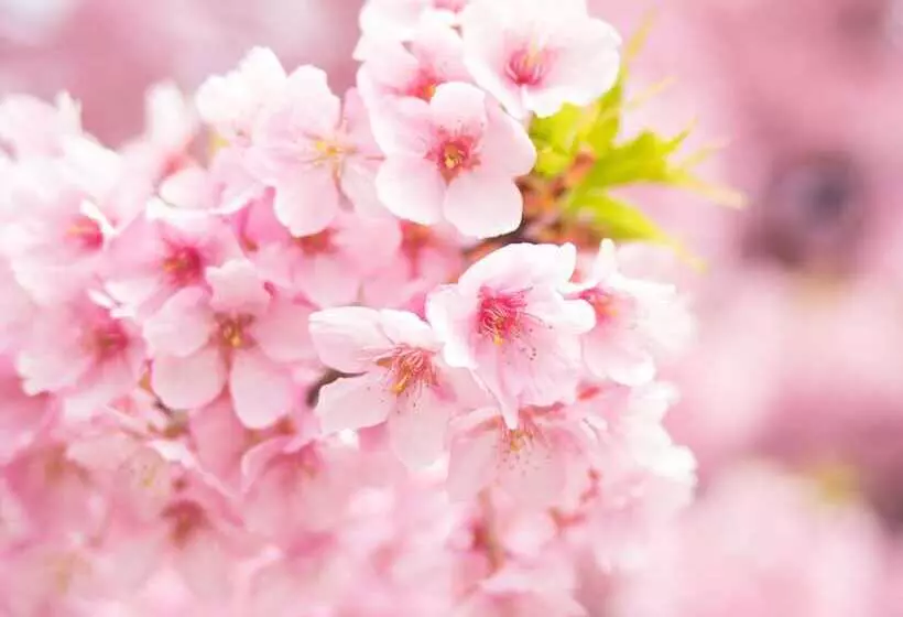 Fotos del hotel Apa Villa  Akasakamitsuke:  5