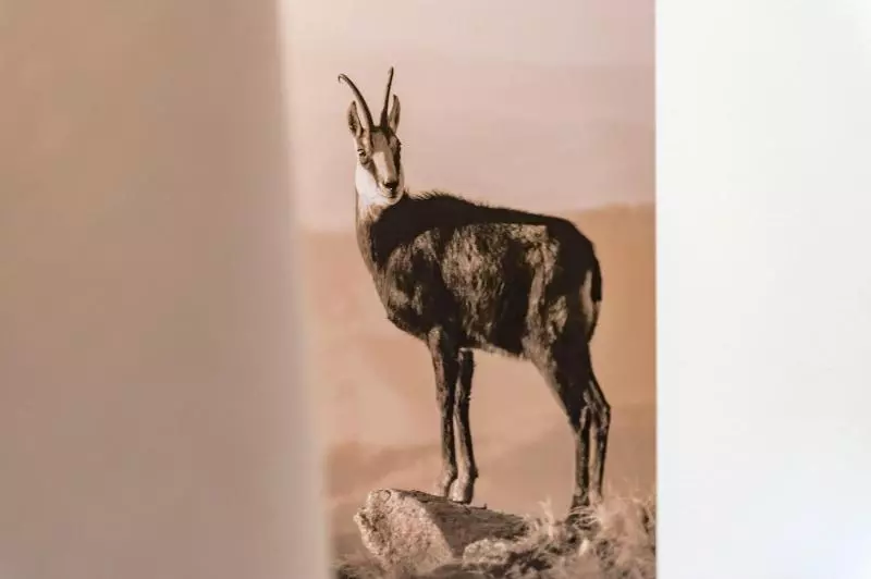 Fotos del hotel Zum Gourmet:  14