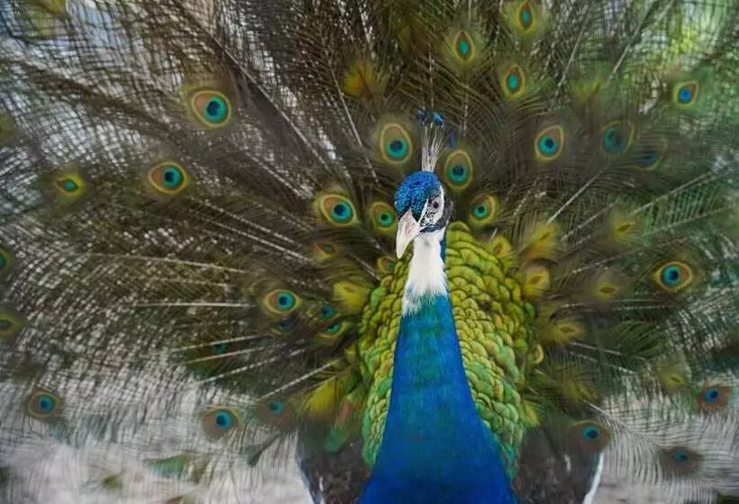 Fotos del hotel Griya Persada:  7