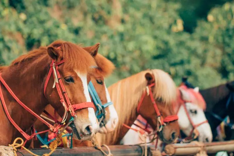 Fotos del hotel Azalea Hotels & Residences Baguio:  7