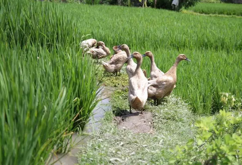 Fotos del hotel The Samara Villas & Restaurant:  4