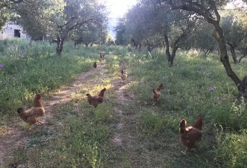 Fotos del hotel Vardis Olive Garden:  20