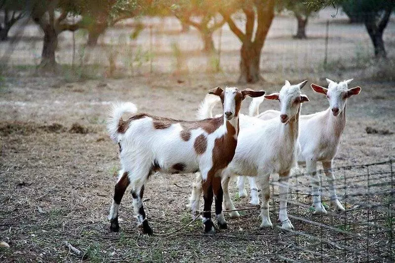 Fotos del hotel Vardis Olive Garden:  9