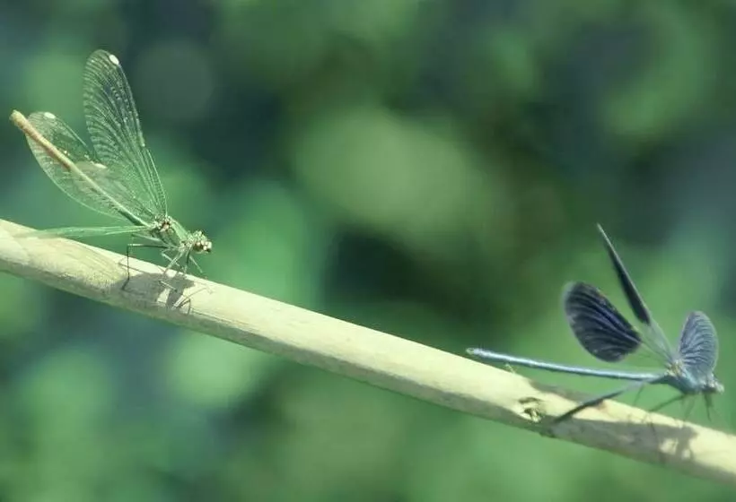 Fotos del hotel Vardis Olive Garden:  4