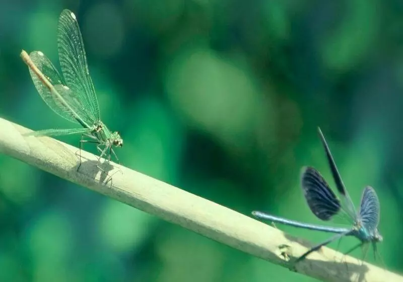 Fotos del hotel Vardis Olive Garden:  13