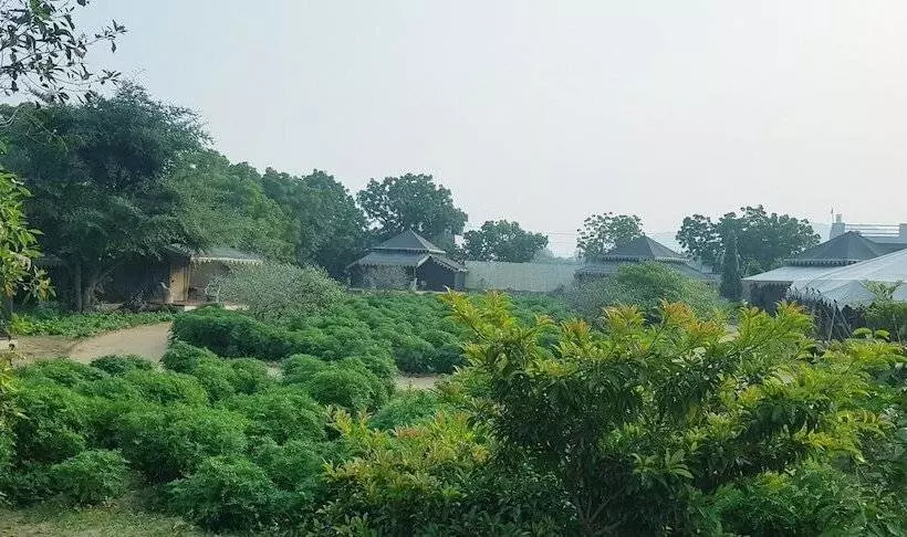 Fotos del hotel Orchard Tents & Tranquility Glamping:  6