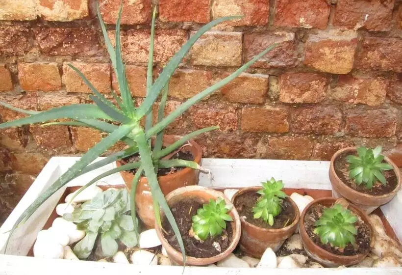 Fotos del hotel Avatara:  5