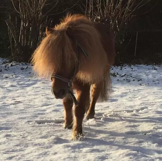 Fotos del hotel Gut Moschenhof:  10