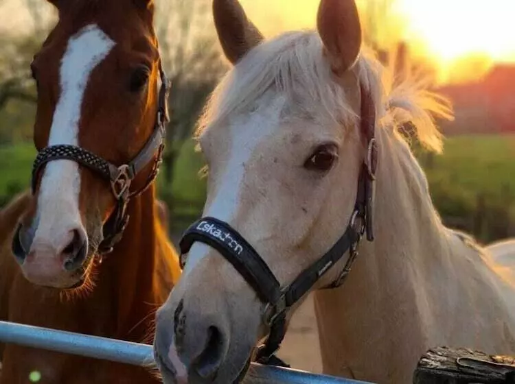 Fotos del hotel Gut Moschenhof:  13