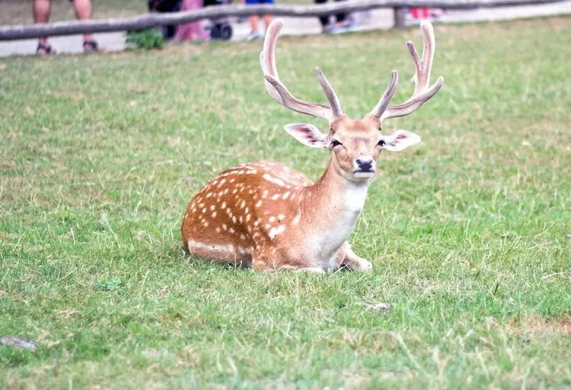 Fotos del hotel Gut Moschenhof:  18