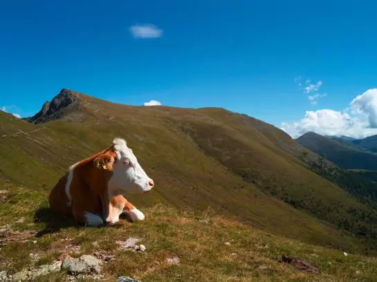 Fotos del hotel Thermenblick:  6