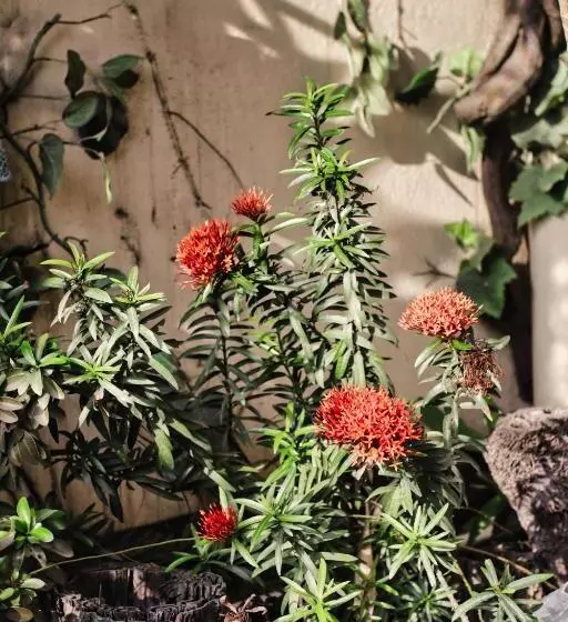 Fotos del hotel Rain Forest:  7