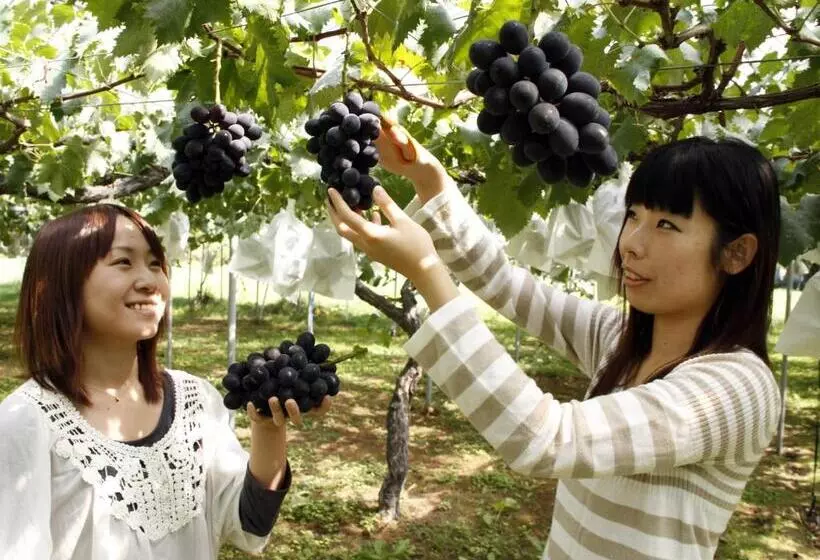 Fotos del hotel Green Mark:  12