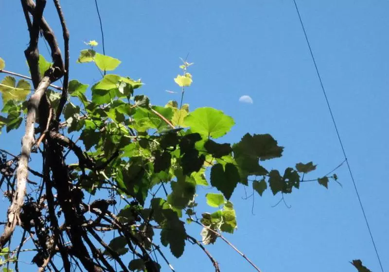 Fotos del hotel Upfront Lodge Iguassu:  18