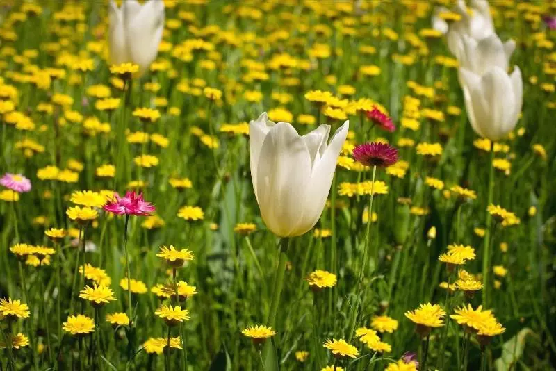 Fotos del hotel Coronation:  7