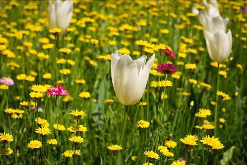 Fotos del hotel Coronation:  10