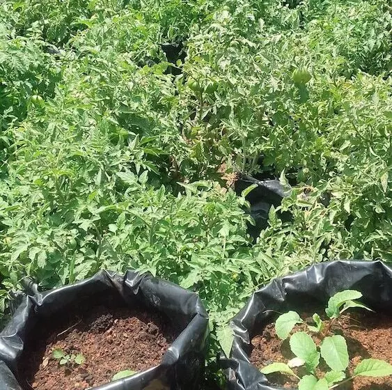 Fotos del hotel La Woods:  6